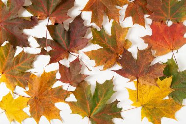 Sonbahar akçaağaç yaprakları ve bitkileri beyaz arka planda. Pankart ve mevsimlik satış şablonu. Düz yerde, üst tarafta. Sonbahar, sonbahar konsepti. 