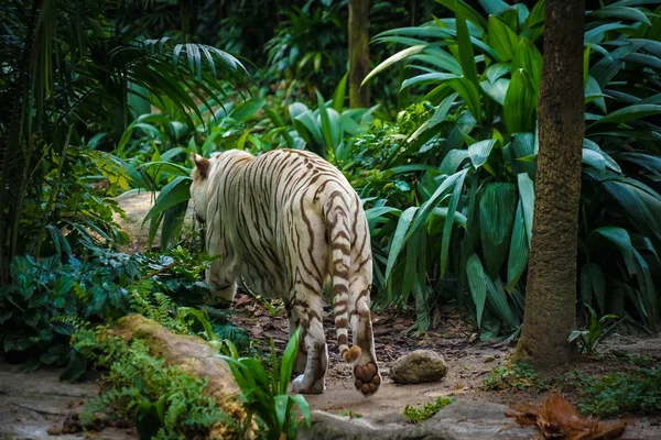 Ormana Yerleşmiş Beyaz Kaplan — Stok fotoğraf