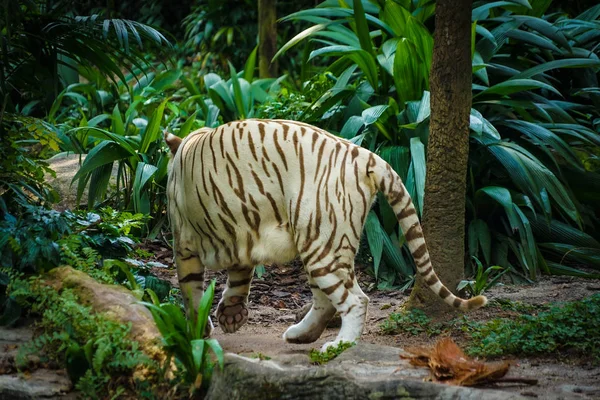 Biały Tygrys Położony Dżungli — Zdjęcie stockowe