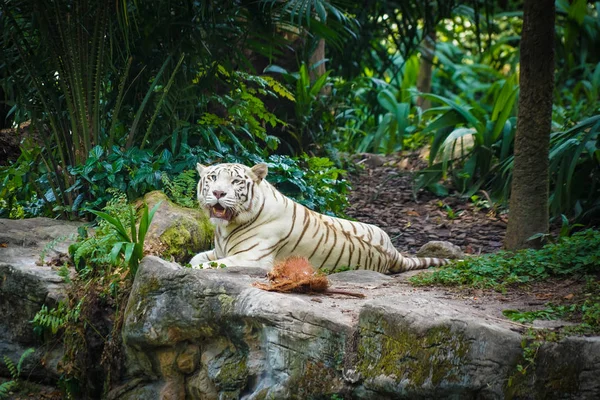 Weißer Tiger Dschungel — Stockfoto