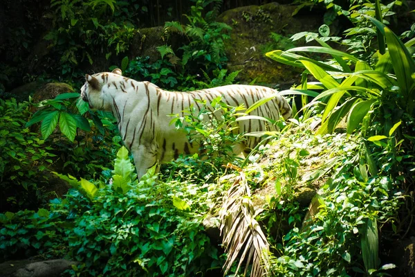 白虎在丛林中筑巢 — 图库照片