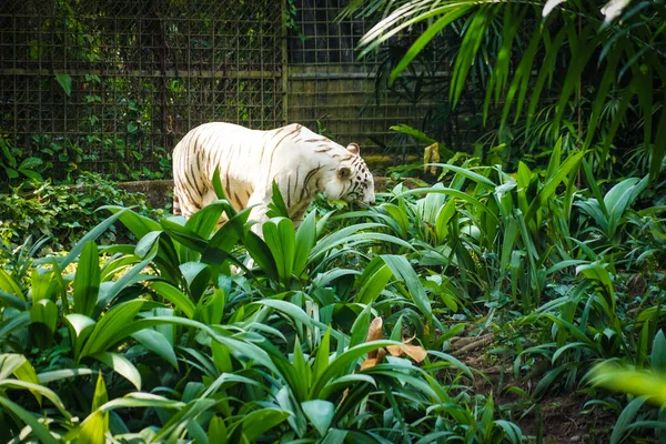 白虎在丛林中筑巢 — 图库照片