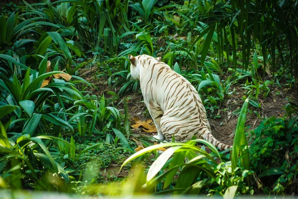 Fehér Tigris Fészkel Dzsungelben — Stock Fotó