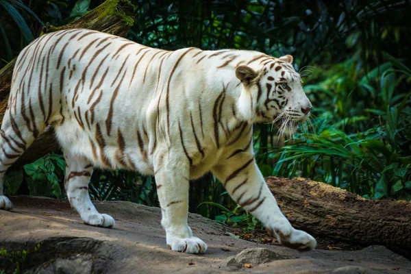 Biały Tygrys Położony Dżungli — Zdjęcie stockowe