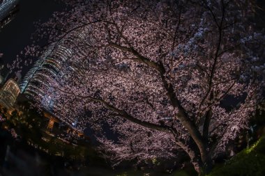 Mohri Bahçesi gece kiraz çiçeklerini görmeye gitmek ve Roppongi Tepeleri