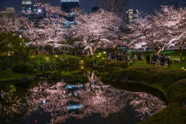 Mohri Garden of going to see cherry blossoms at night clipart