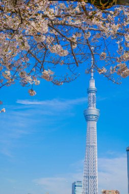 Sakura ve Tokyo Gökyüzü Ağacı
