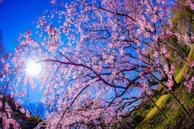 Ağlayan kiraz ağacı ve güneşli mavi gökyüzü