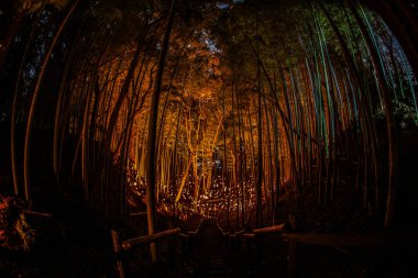 Bambu koruluğunun küçük çaplı aydınlığı (Vatandaşın küçük masa kalesi ormanı))