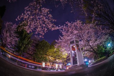 Kiraz çiçekleri ve Yokohama Motomachi telefon kulübesi.