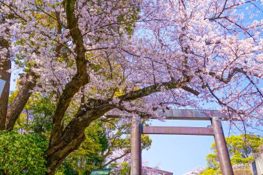 Dekorasyon tapınağı ve kiraz ağacı.