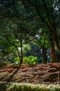 Image of trees in japan
