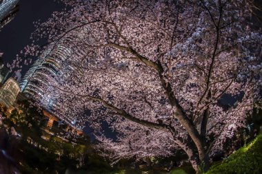 Mohri Bahçesi gece kiraz çiçeklerini görmeye gitmek ve Roppongi Tepeleri