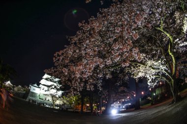 Odawara Kalesi ve kiraz çiçekleri