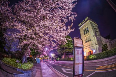 Kiraz çiçekleri ve Motomachi Yokohama şehri tamamen çiçek açmış.