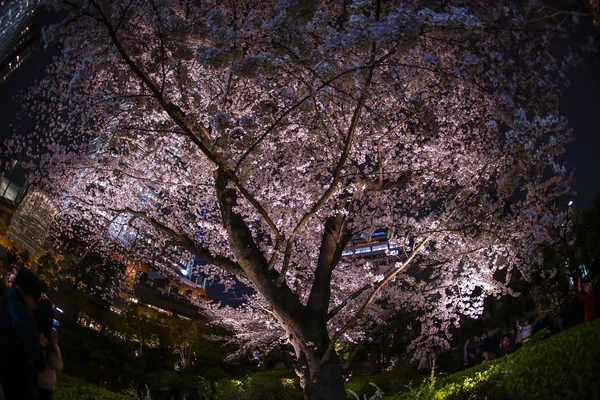 莫里花园 晚上去看樱花和罗本木山 — 图库照片
