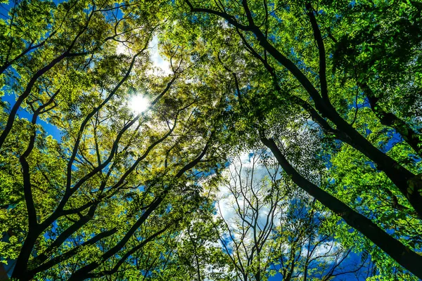 Het Verse Groen Van Sendai Jozenji Street — Stockfoto