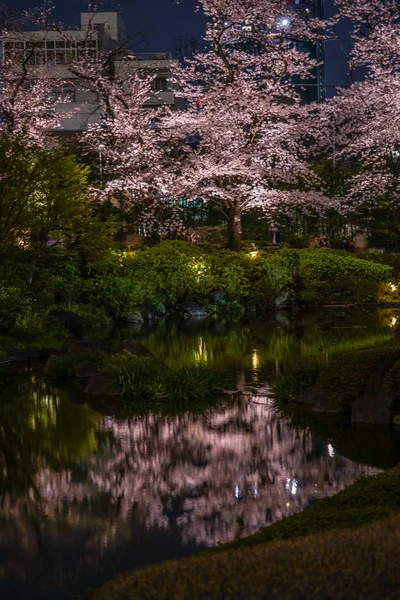 Mohri Jardín Ver Flores Cerezo Noche —  Fotos de Stock