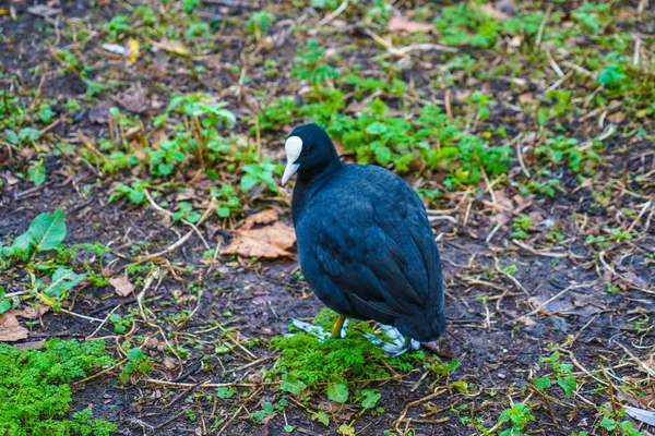 Niedliche Ente Vom James Park — Stockfoto