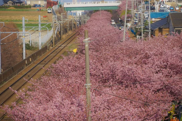 河津桜 京急線 三浦海岸 — ストック写真