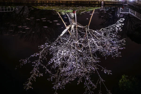 Cerezo Floración Temprana Reflejado Superficie Del Agua —  Fotos de Stock