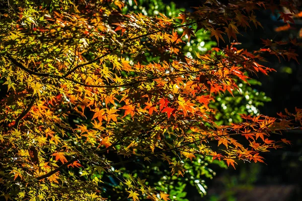 Folhas Outono Imagem — Fotografia de Stock