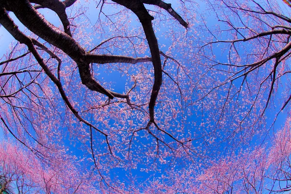 Volle Blüte Des Kirschbaums Und Sonniger Blauer Himmel Chofu Flughafen — Stockfoto