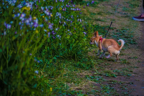 Paseo Primavera Senderos Perros —  Fotos de Stock