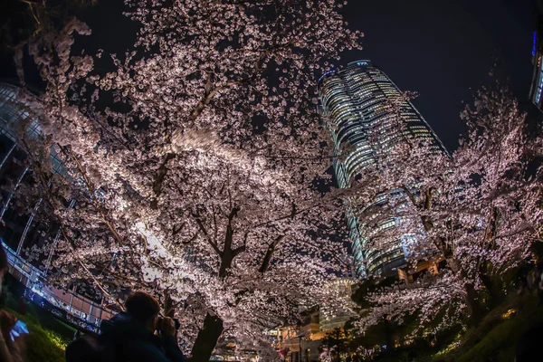 Mohri Bahçesi Gece Kiraz Çiçeklerini Görmeye Gitmek Roppongi Tepeleri — Stok fotoğraf