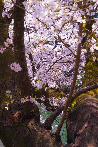 Cerejeira Plena Floração Parque Inokashira — Fotografia de Stock