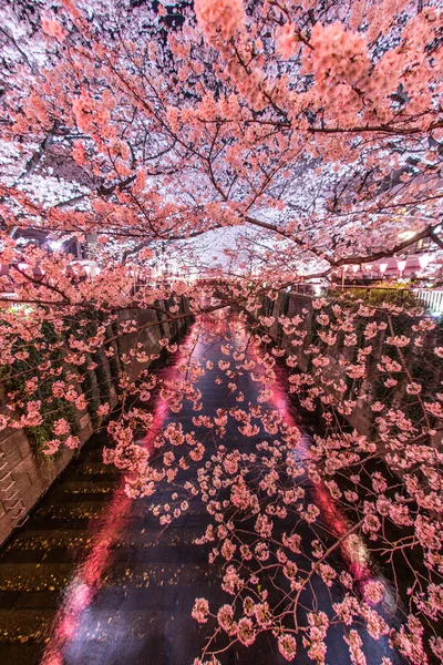 Πηγαίνοντας Δείτε Άνθη Κερασιάς Νύχτα Nakameguro Meguro Ποταμού — Φωτογραφία Αρχείου