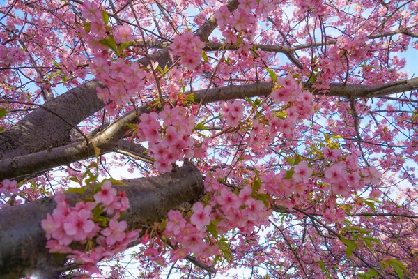 Sakura Kawazu Miurakaigan — Foto de Stock