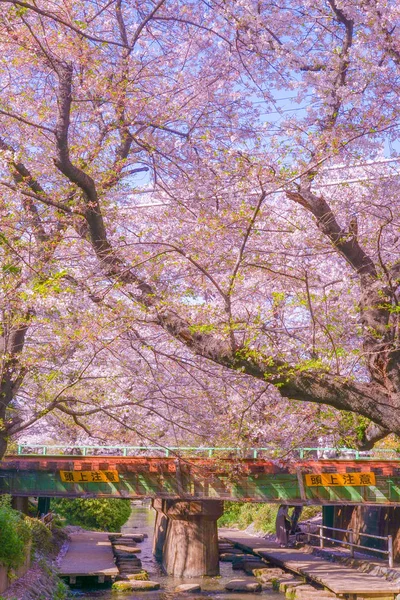 Sakura Dvouměsíční Teritoriální Vody Shukugawara Tsutsumi Cherry Trees — Stock fotografie