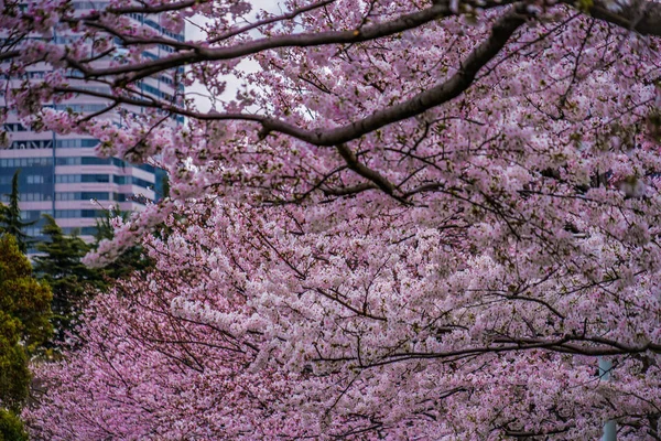 Sky Roppongi Full Bloom Cherry Cloudy — Stock Photo, Image