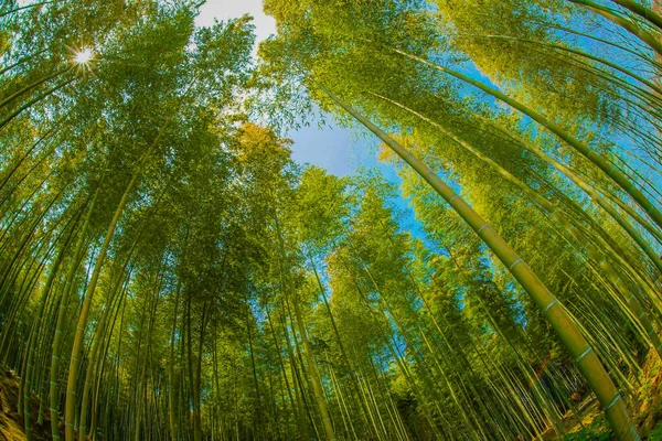 Kioto Arashiyama Bosque Bambú —  Fotos de Stock