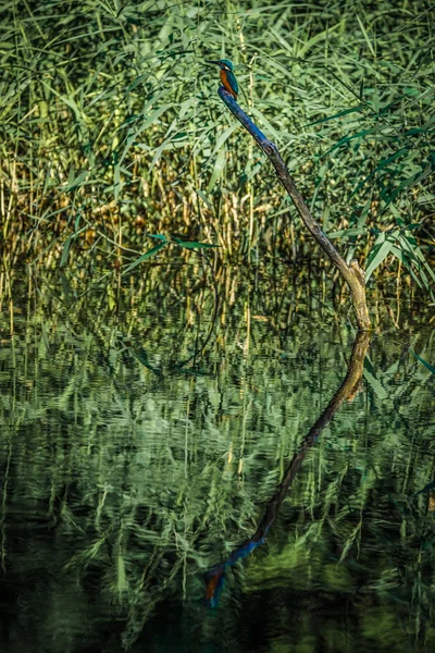 Kingfisher Kép Yamato Shi Izumi Forest Park — Stock Fotó
