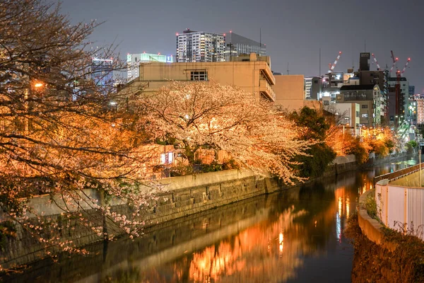 Körsbärsblommor Och Yokohamas Stadsbild Lätt Hampplagg River — Stockfoto