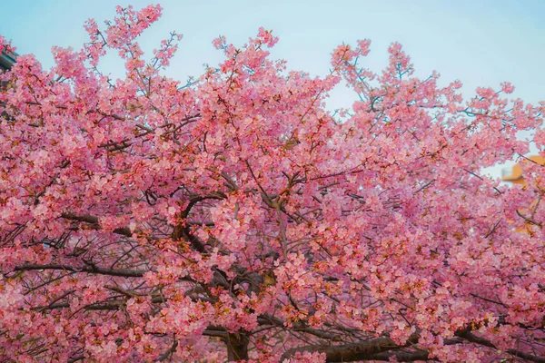 Sakura Kawazu Von Miurakaigan — Stockfoto