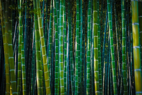Kyoto Arashiyama bamboo forest (dark)