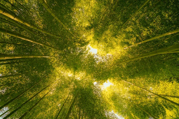 Sol Asoma Desde Bosque Bambú —  Fotos de Stock