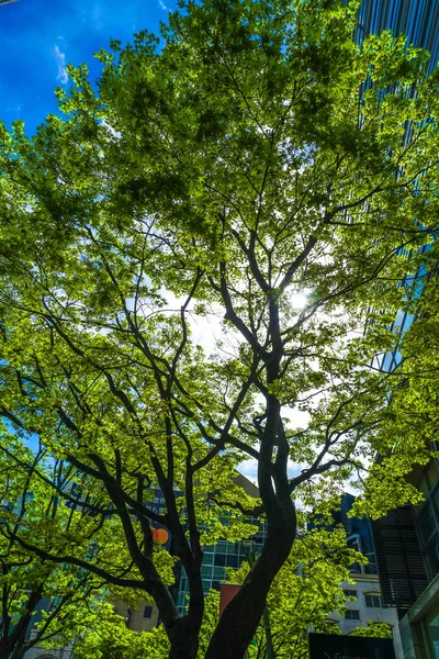 Imagem Luz Solar Através Das Folhas — Fotografia de Stock