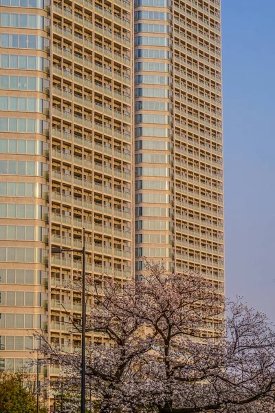 Sakura Futakotamagawa Budowlana Grupa Pełnym Rozkwitem — Zdjęcie stockowe