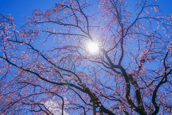 Boş Vişne Ağacı Rikugien Güzel Havası — Stok fotoğraf
