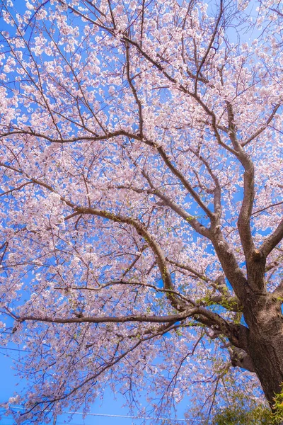Вишневе Дерево Повному Розквіті Камакура Префектура Канаґава — стокове фото