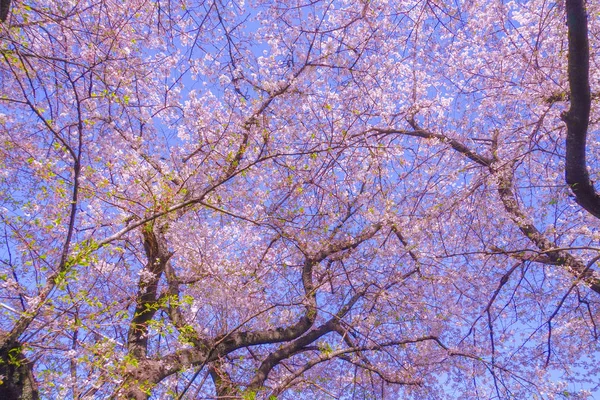 Sakura Água Território Dois Meses Shukugawara Tsutsumi Cerejeiras — Fotografia de Stock