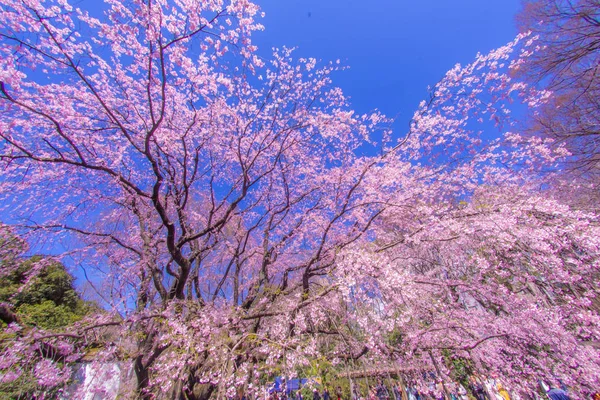 Gråtande Körsbärsträd Och Solig Blå Himmel — Stockfoto