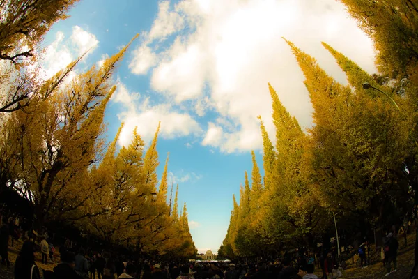 银杏神殿外花园银杏一排树 — 图库照片