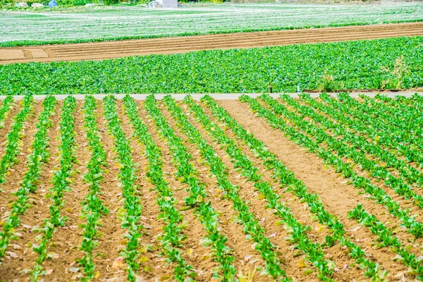 Imagem Campo Repolho — Fotografia de Stock