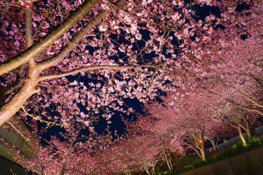 Miurakaigan 'dan Sakura Kawazu.