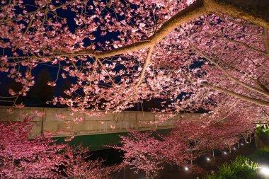 Kawazu kiraz ağacı ve Miurakaigan 'a tecavüz